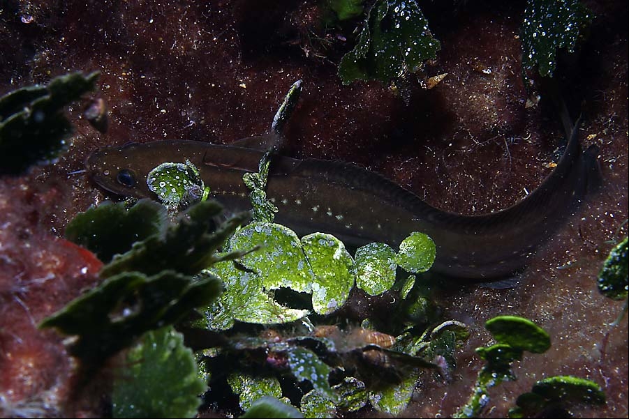 Gaidropsarus mediterraneus (Motella)